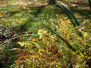 October ferns
