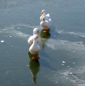 Marching ducks
