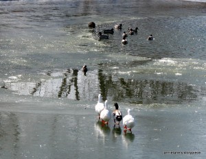ducks on the Marsh