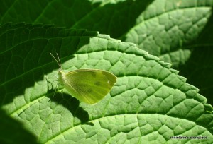 green moth