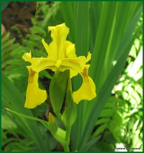 pseudo iris
