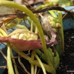 calla lily seeds