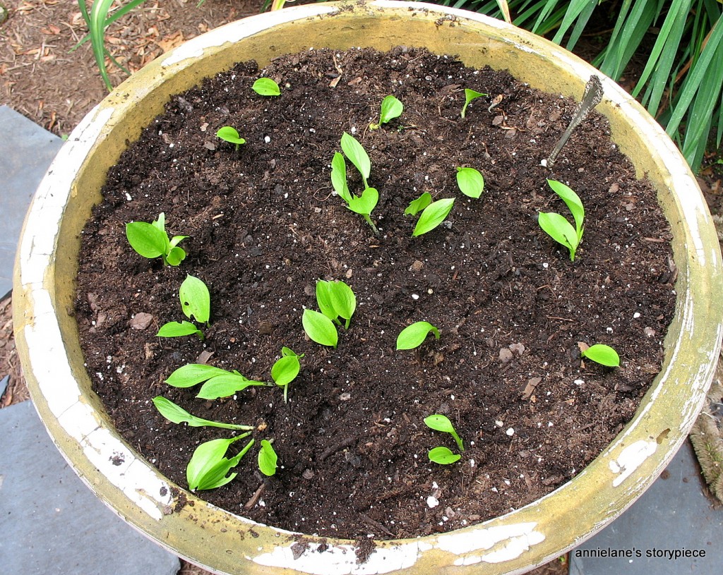 cally lily seedlings