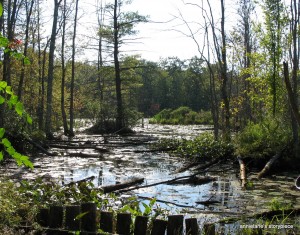 sapsucker woods pond