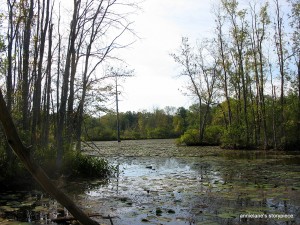 sapsucker woods pond